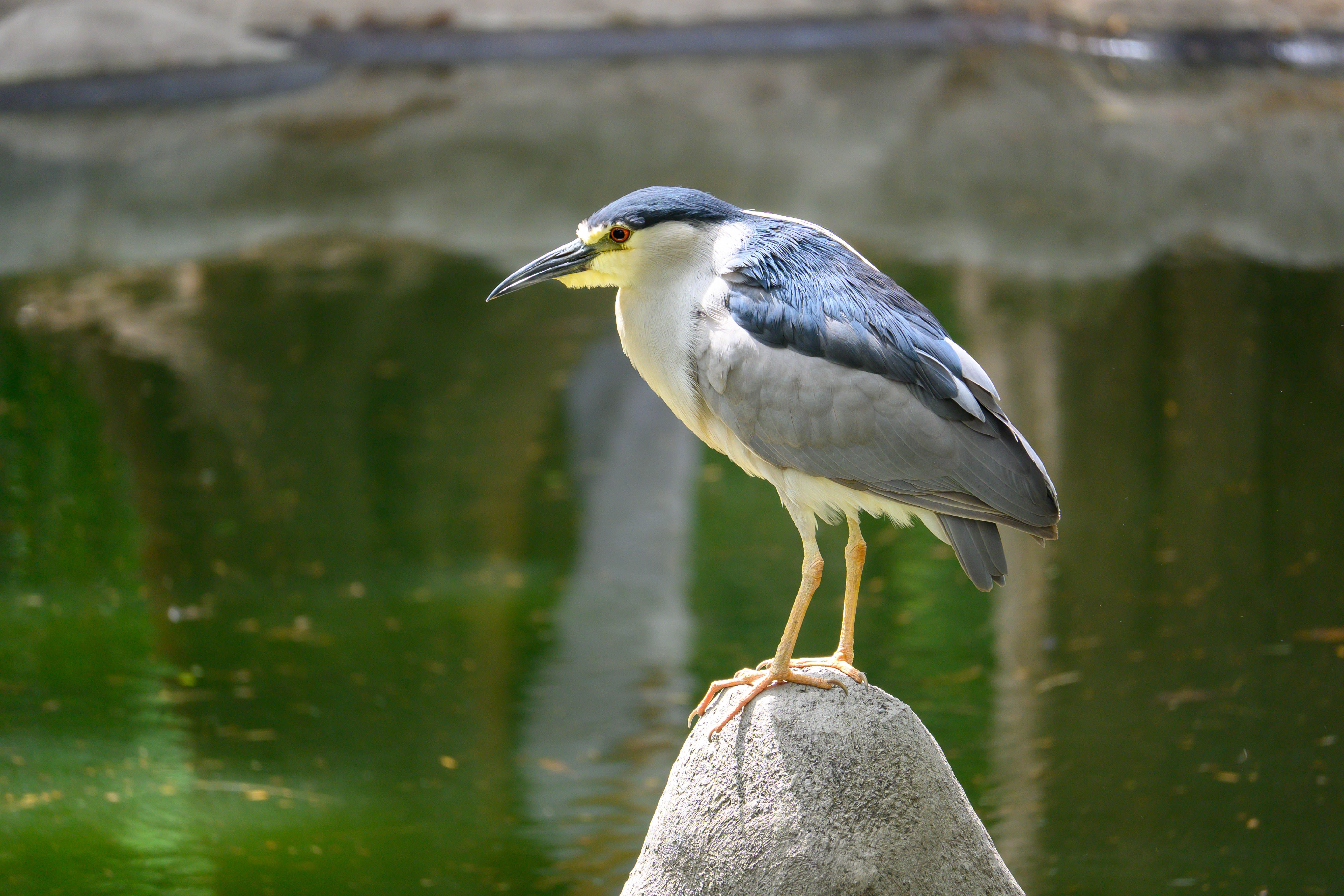 Tropical Bird on a Stone by the Stream · Free Stock Photo