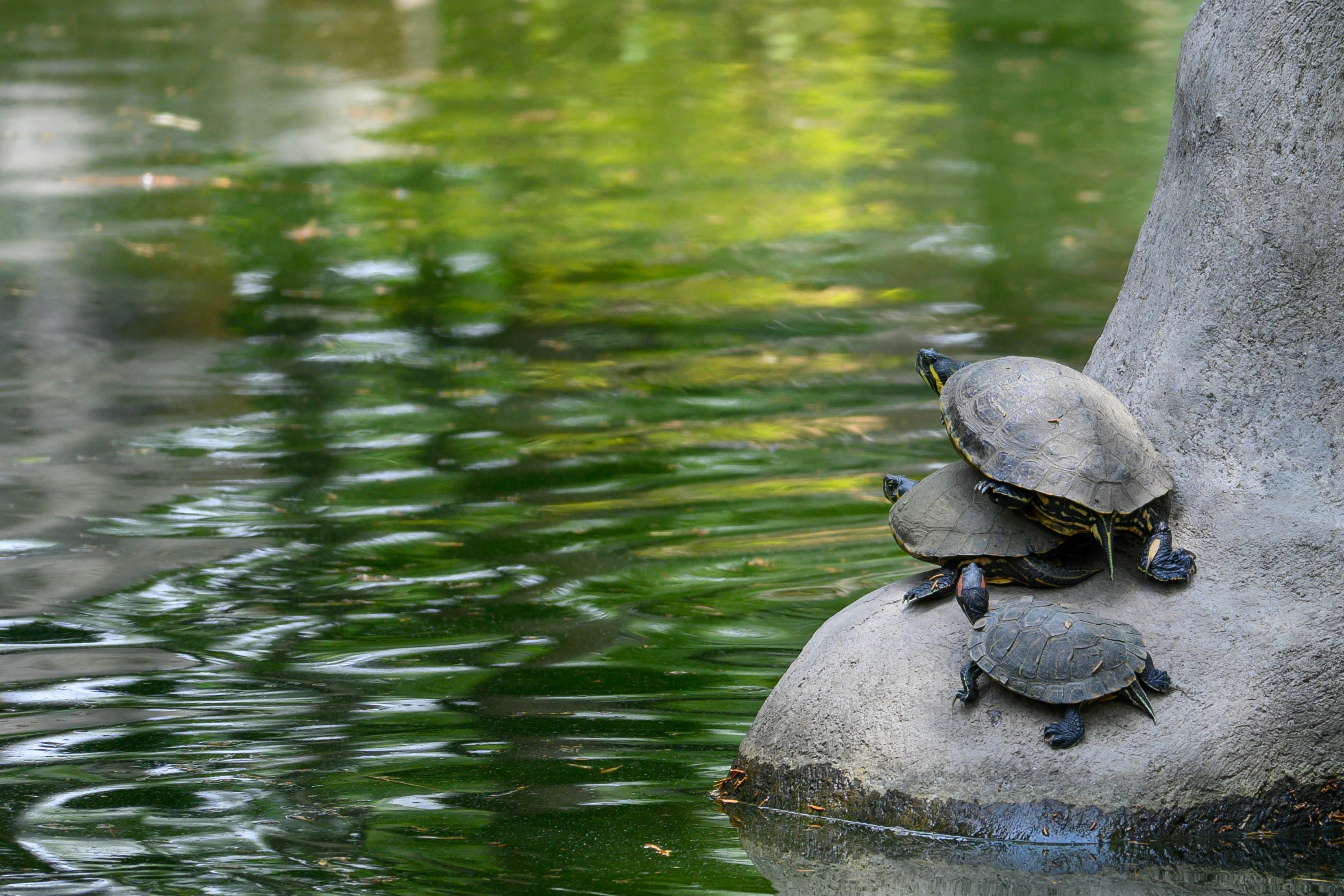 Writing Sf 07 Turtles All The Way Down