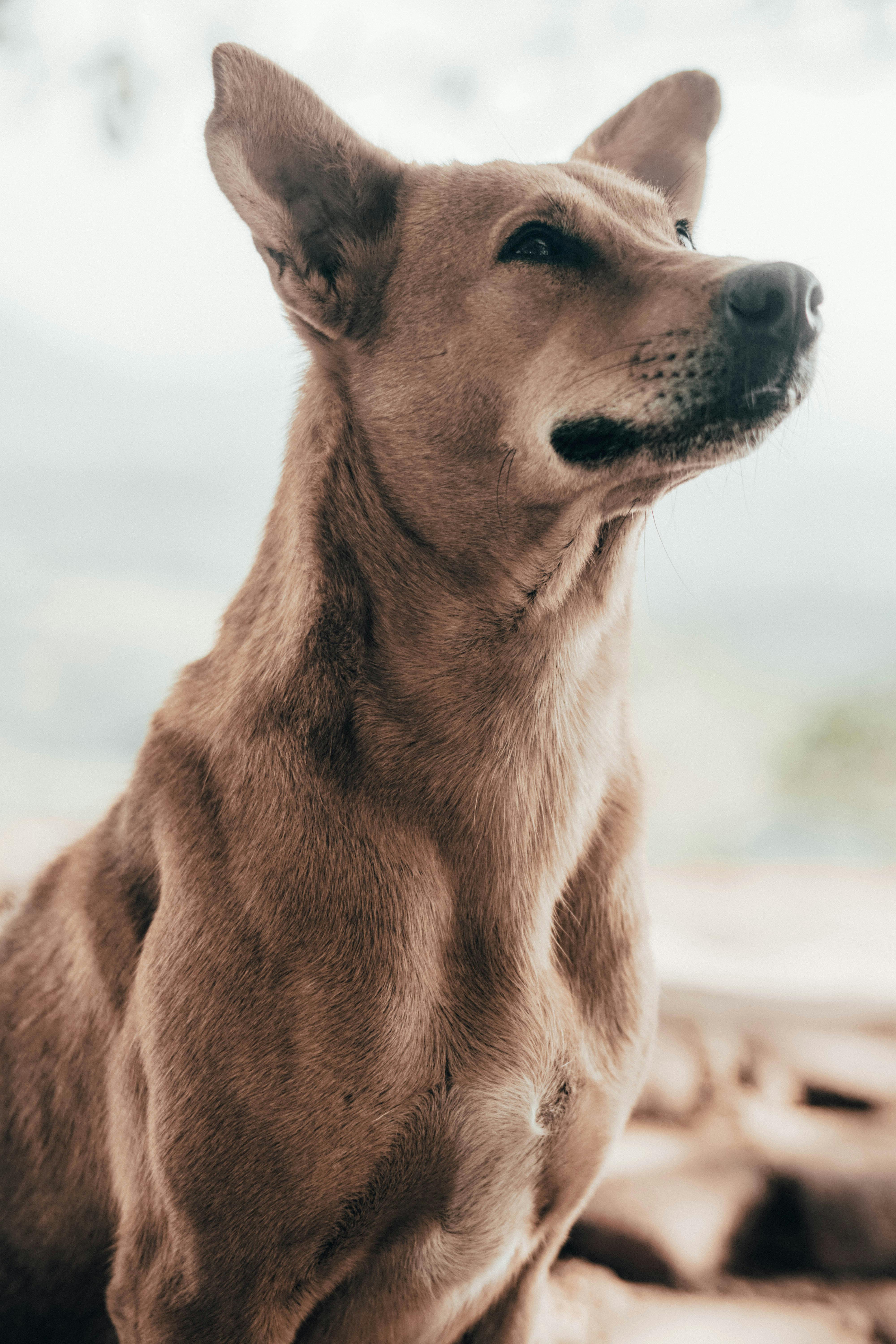 Foto Stok Gratis Tentang Anjing