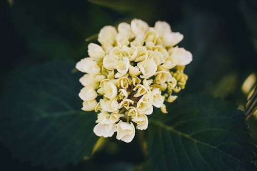 A close up of a white flower with green leaves