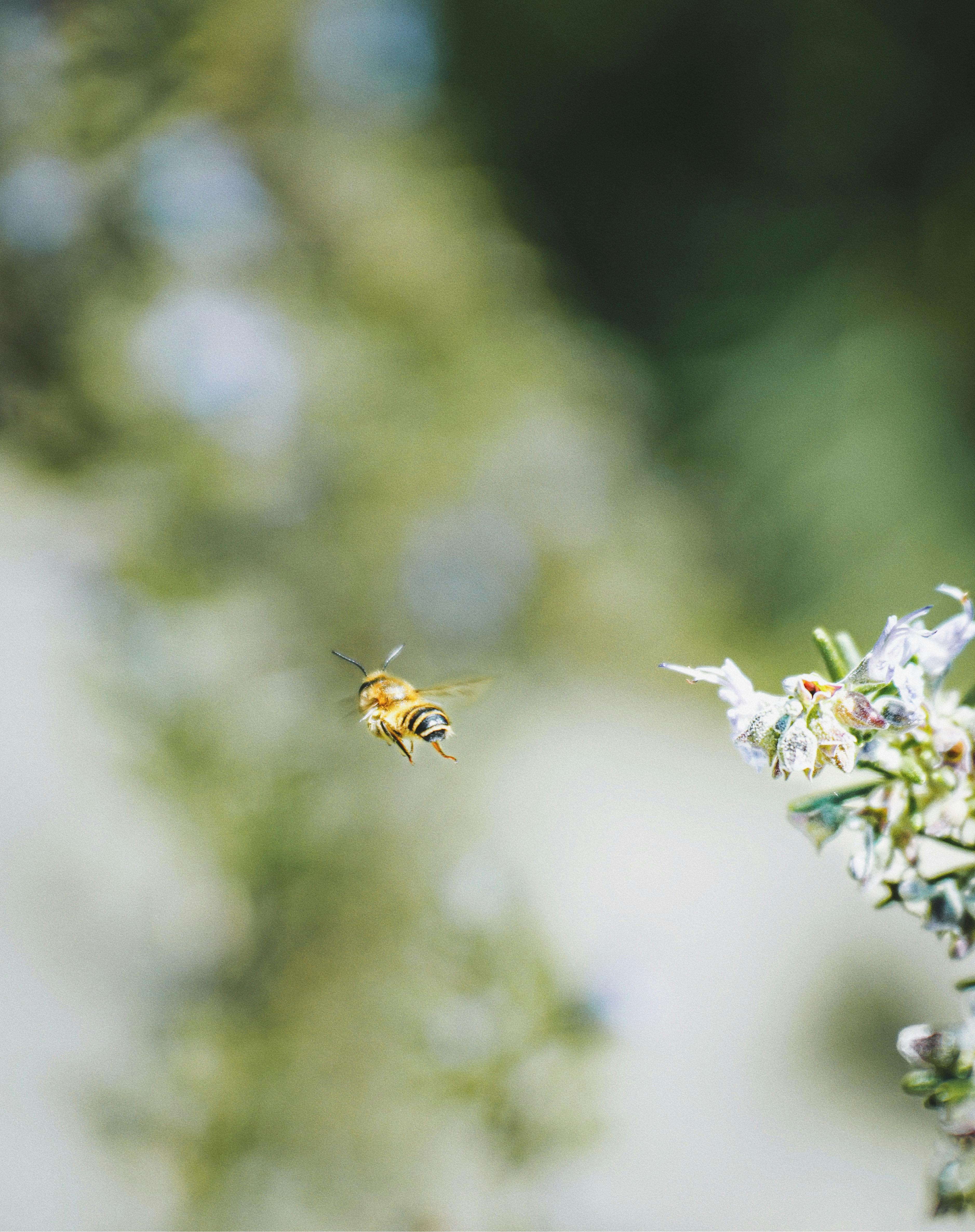 Honey bee captured in mid-flight near blossoming flowers, showcasing nature's beauty.