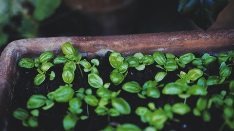 Vibrant young basil plants thriving in a terracotta flower pot, showcasing lush green leaves.