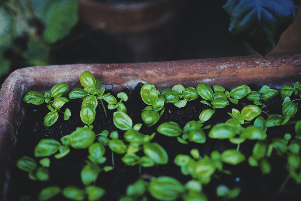 Basil plants growing in a terracotta pot