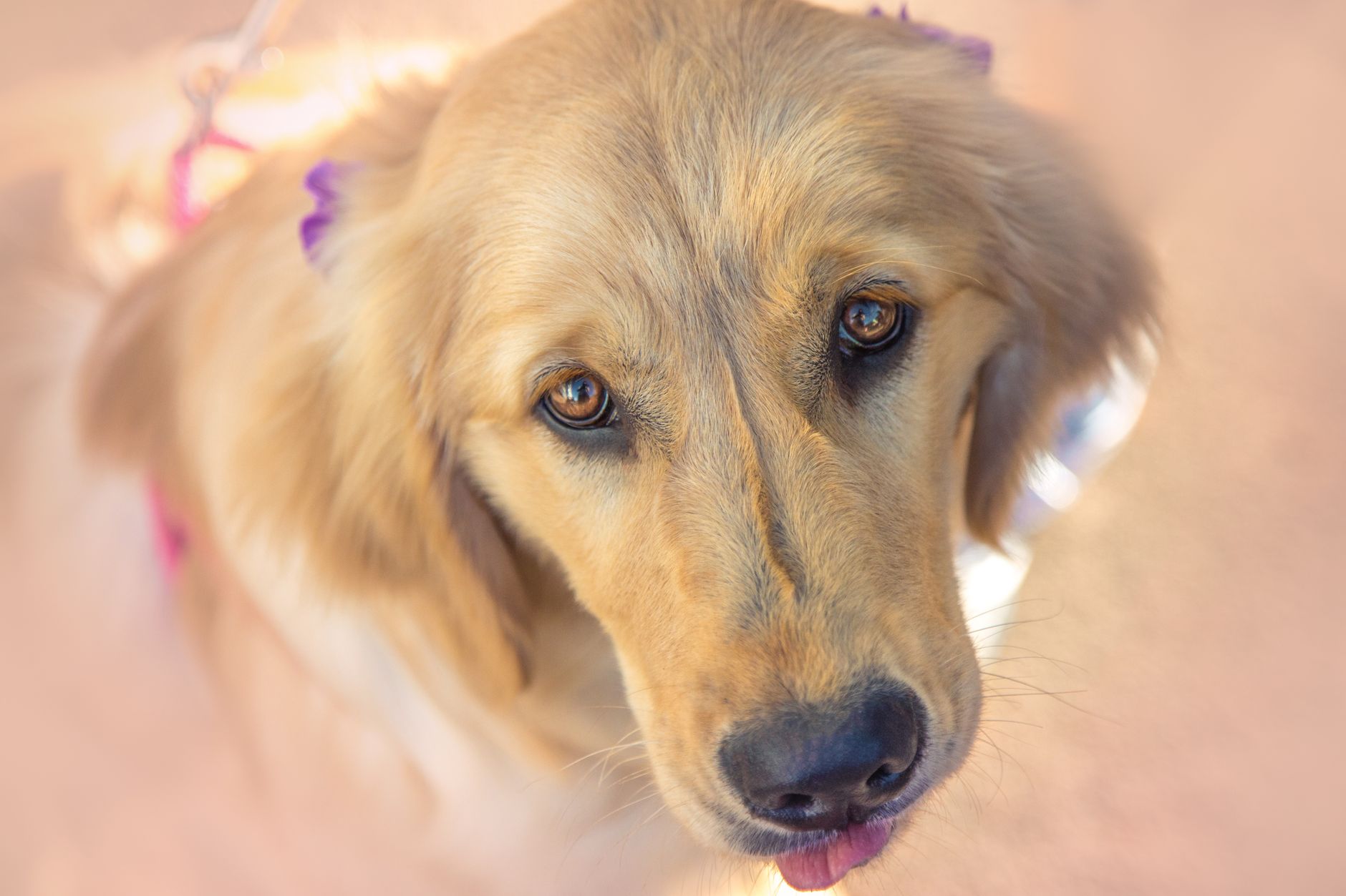 Veterinarian examining a dog during a checkup