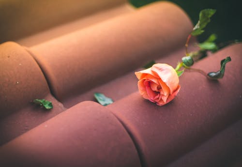 Free stock photo of dramatic, flower, rose Stock Photo