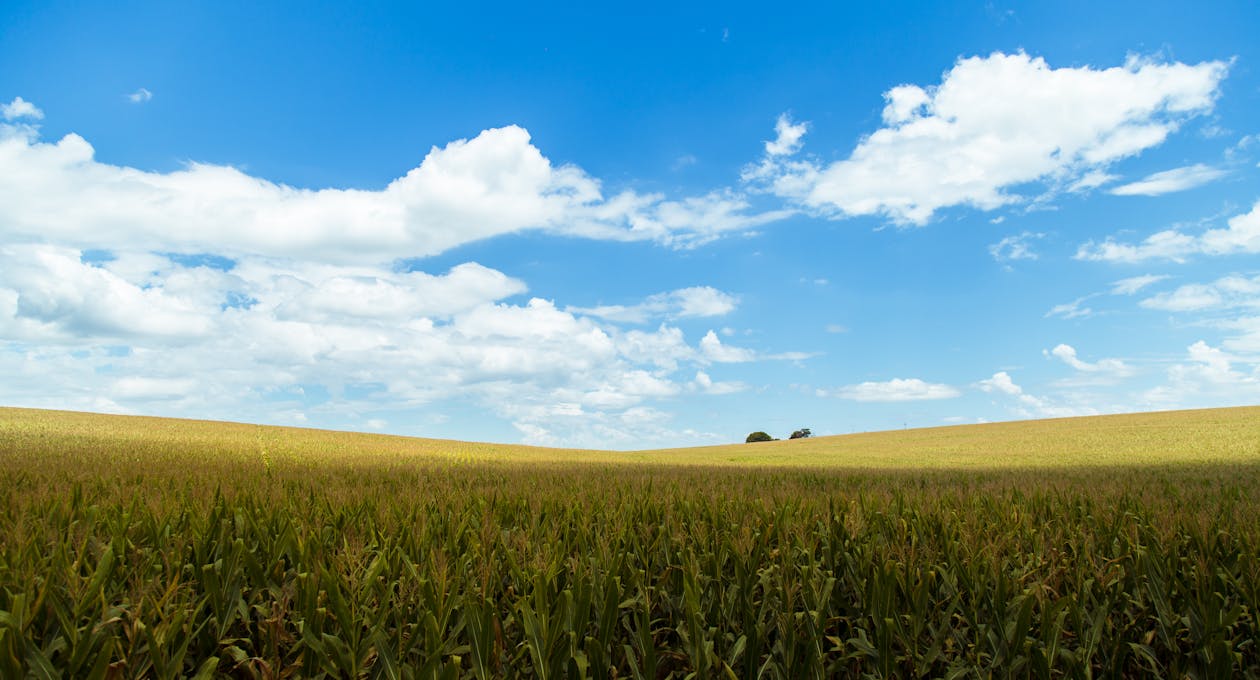 Free Rice Wheat Under Blue Skies Stock Photo
