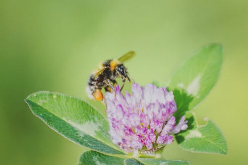 Gratis arkivbilde med bie, blad, blomst