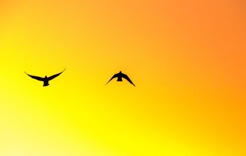 Immagine gratuita di animale, cielo arancione, esterno