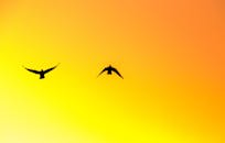 日落时分，两只鸟的轮廓映在充满活力的橙色天空中