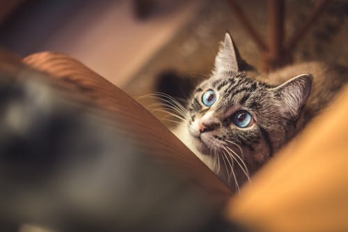 Fotobanka s bezplatnými fotkami na tému chlpatý, cicavec, domáce zviera