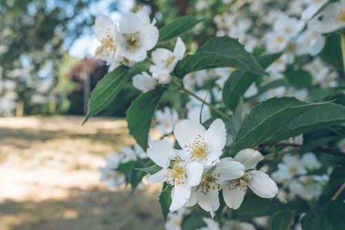 Gratis lagerfoto af haven blomster, Polen, smukke blomster