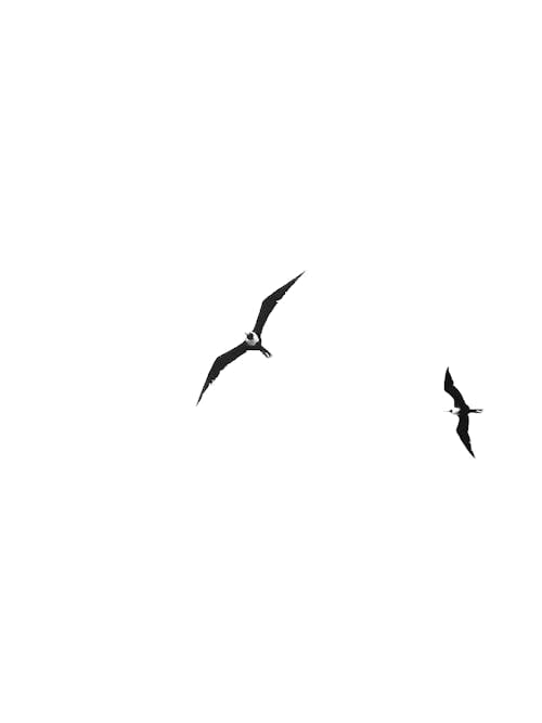 Gratis lagerfoto af fugl flyver, fugle, minimal