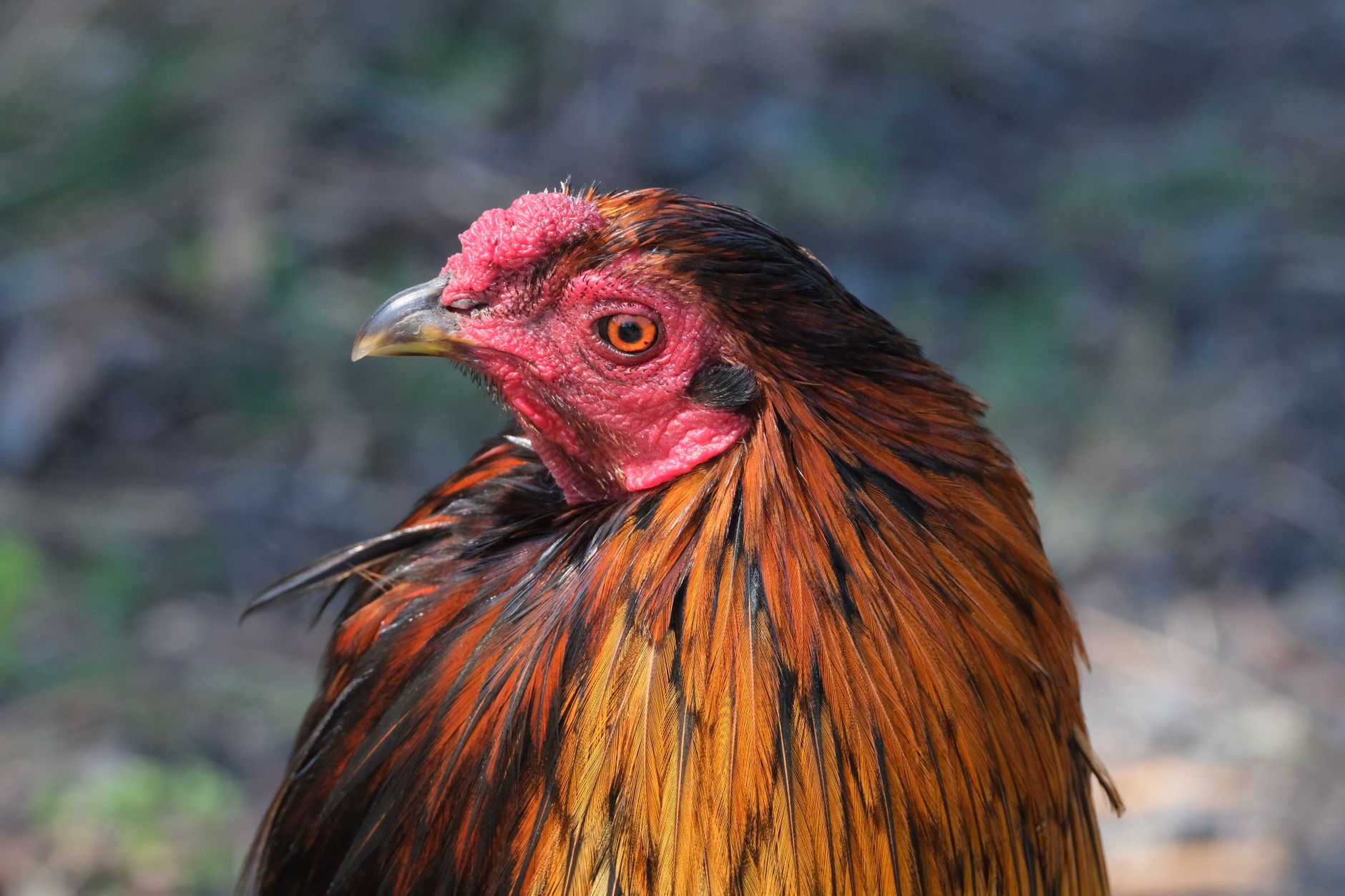 A Vietnamese rooster owner studying traditional fighting-cock terminology beside a quiet rural training yard