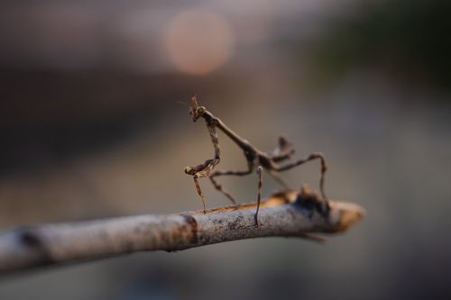 Free Close-up of a mantis expertly camouflaged on a branch in Santiago de Querétaro, Mexico. Stock Photo