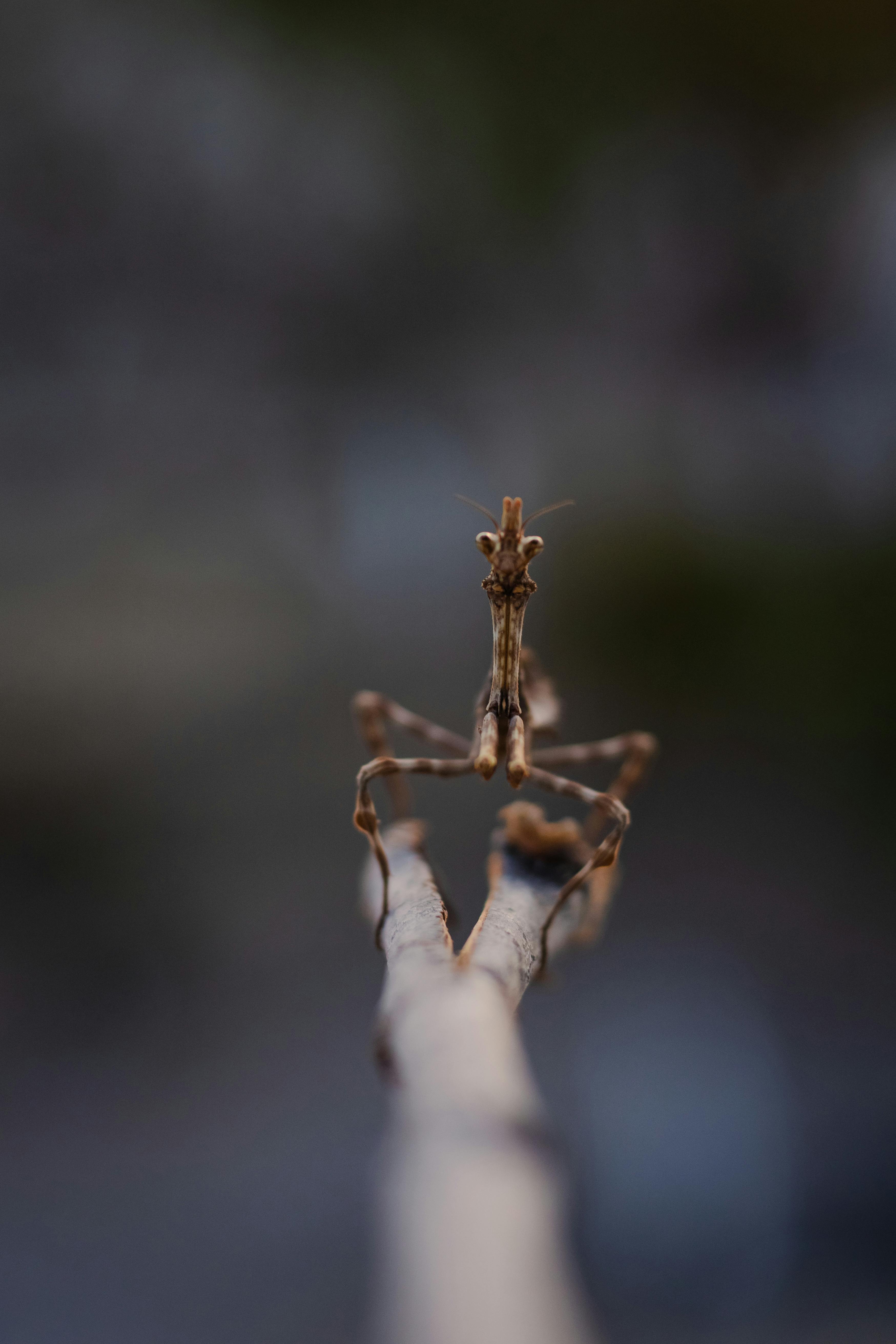 bezplatná Základová fotografie zdarma na téma bokeh, brouk, canon eos rebel t7 Základová fotografie