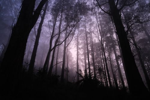 Free An enigmatic forest scene at twilight, with backlit trees and a mysterious atmosphere. Stock Photo