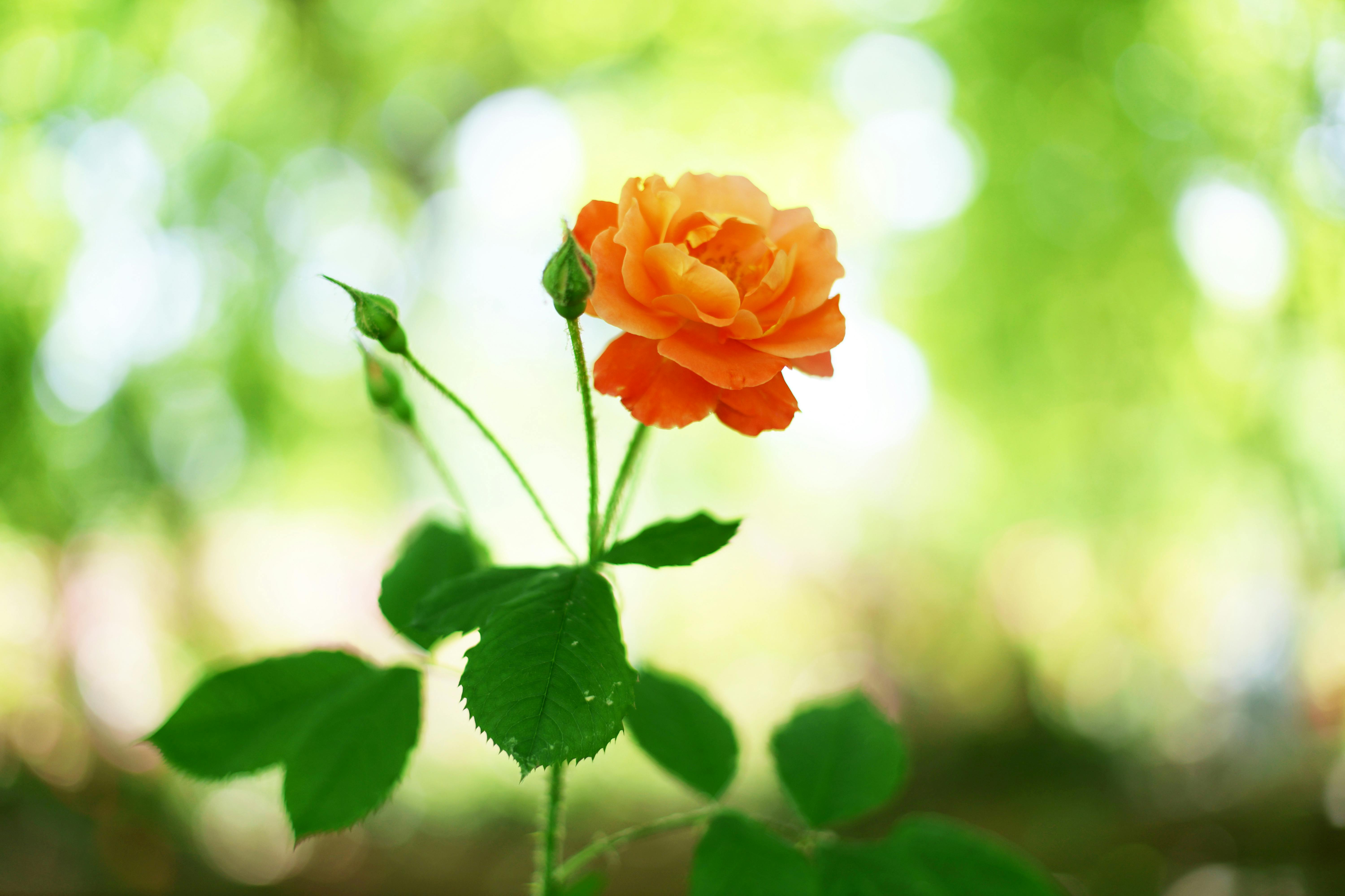 Indulge in the Luxury of Rose Petal Bath Bombs
