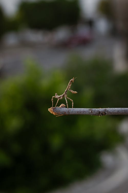 곤충, 곤충 사진, 꽃의 무료 스톡 사진