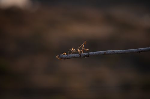 Free Silhouette of a mantis perched on a branch during golden hour in a natural setting. Stock Photo
