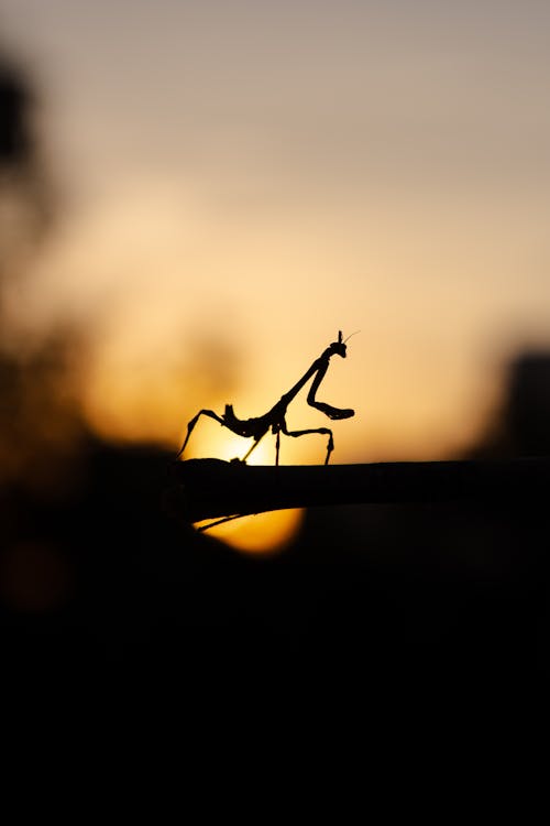 Imagine de stoc gratuită din fotografie, fotografie de animale, fotografie urbană