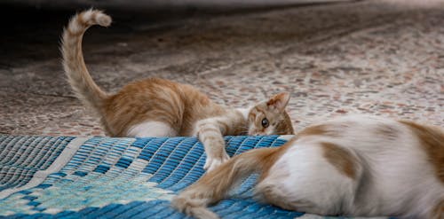 Photo De Chaton Tigré Sur Le Sol