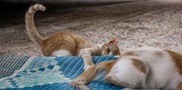 两只顽皮的小猫在室内的彩色编织垫子上互动