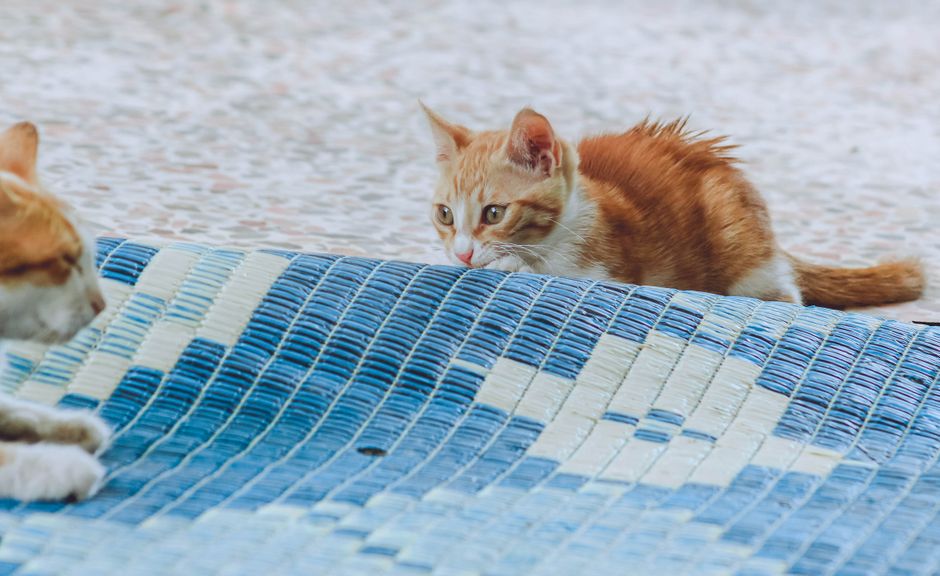 Best Self-Cooling Pet Mat for Dogs & Cats