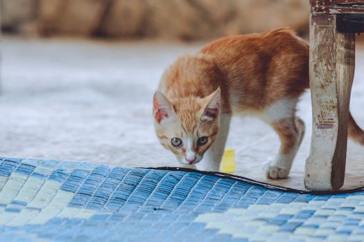 可爱的姜小猫在室内好奇地探索，展现出它俏皮的天性