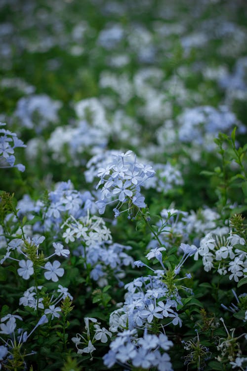 Imagine de stoc gratuită din centrale, flori albe, fotografie