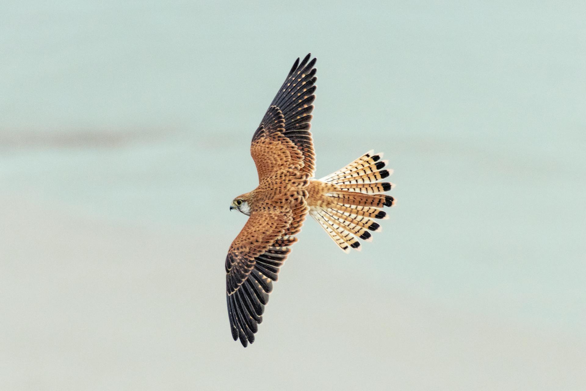 Australische kistrel in de lucht