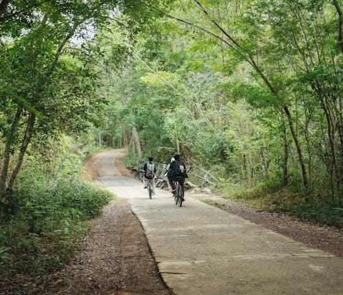 Imagine de stoc gratuită din arbore, aventură, bicicletă