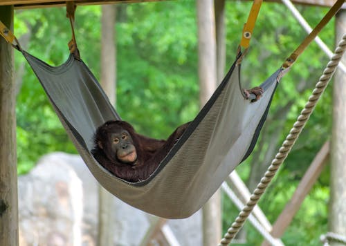 Orang Oetan In Een Hangmat