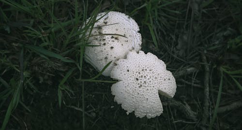 Gratis arkivbilde med mørk bakgrunn, skogssopp, tropisk regnskog