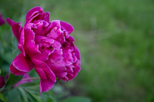 Free stock photo of floral, flower, peony