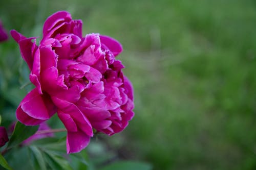 Gratis arkivbilde med blomst, blomstret, peon