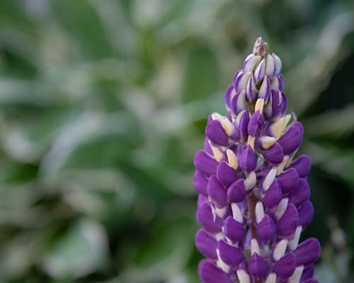 Foto d'estoc gratuïta de flor, floral, governador lupin