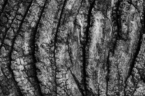 Black and white photo of a tree trunk