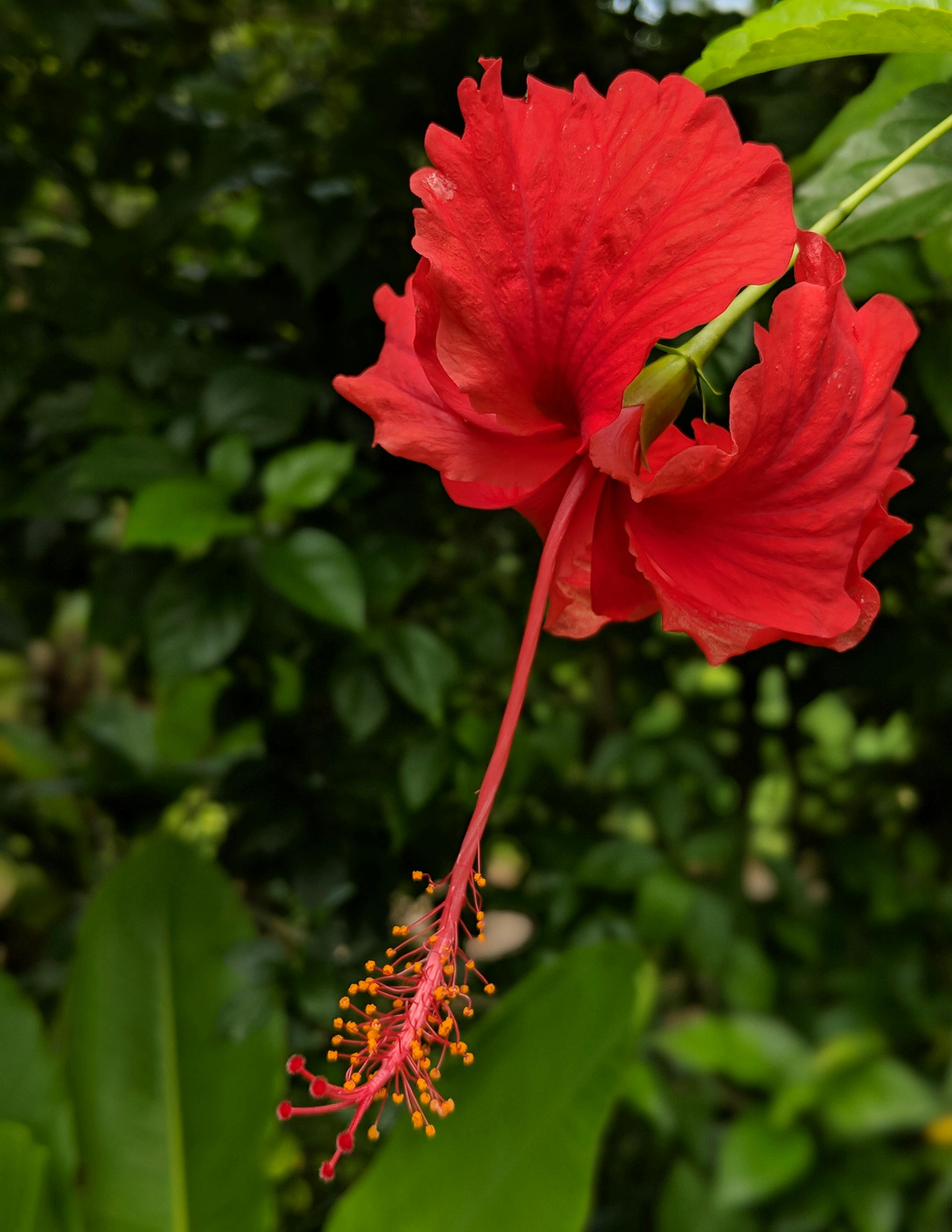  Gambar  Bunga  Kembang Sepatu  Merah