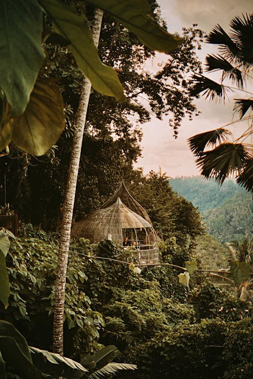 Dżungla Na Bali