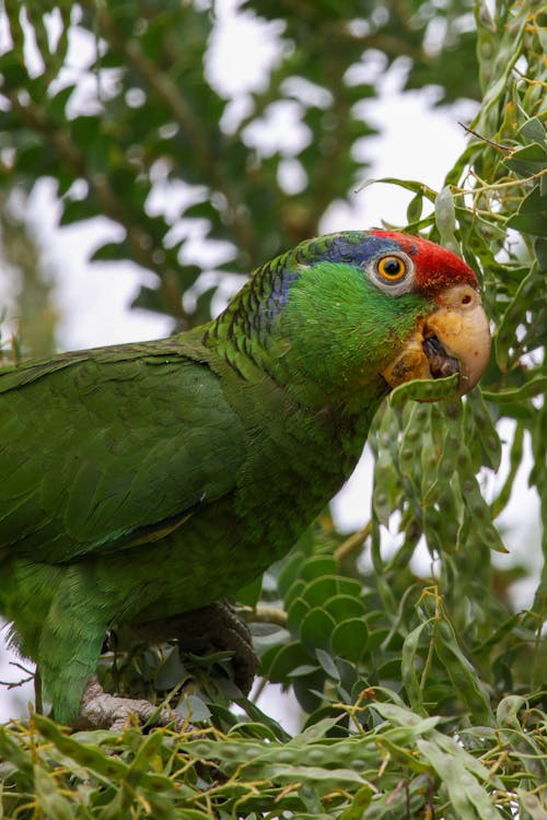 A green parrot with red beak