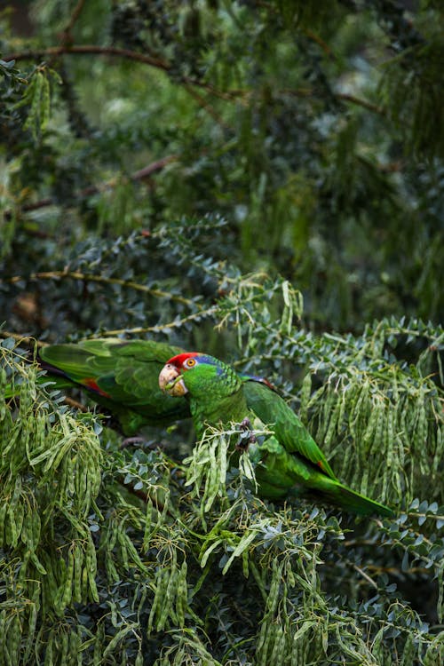 Two green parrots sitting on top of a tree