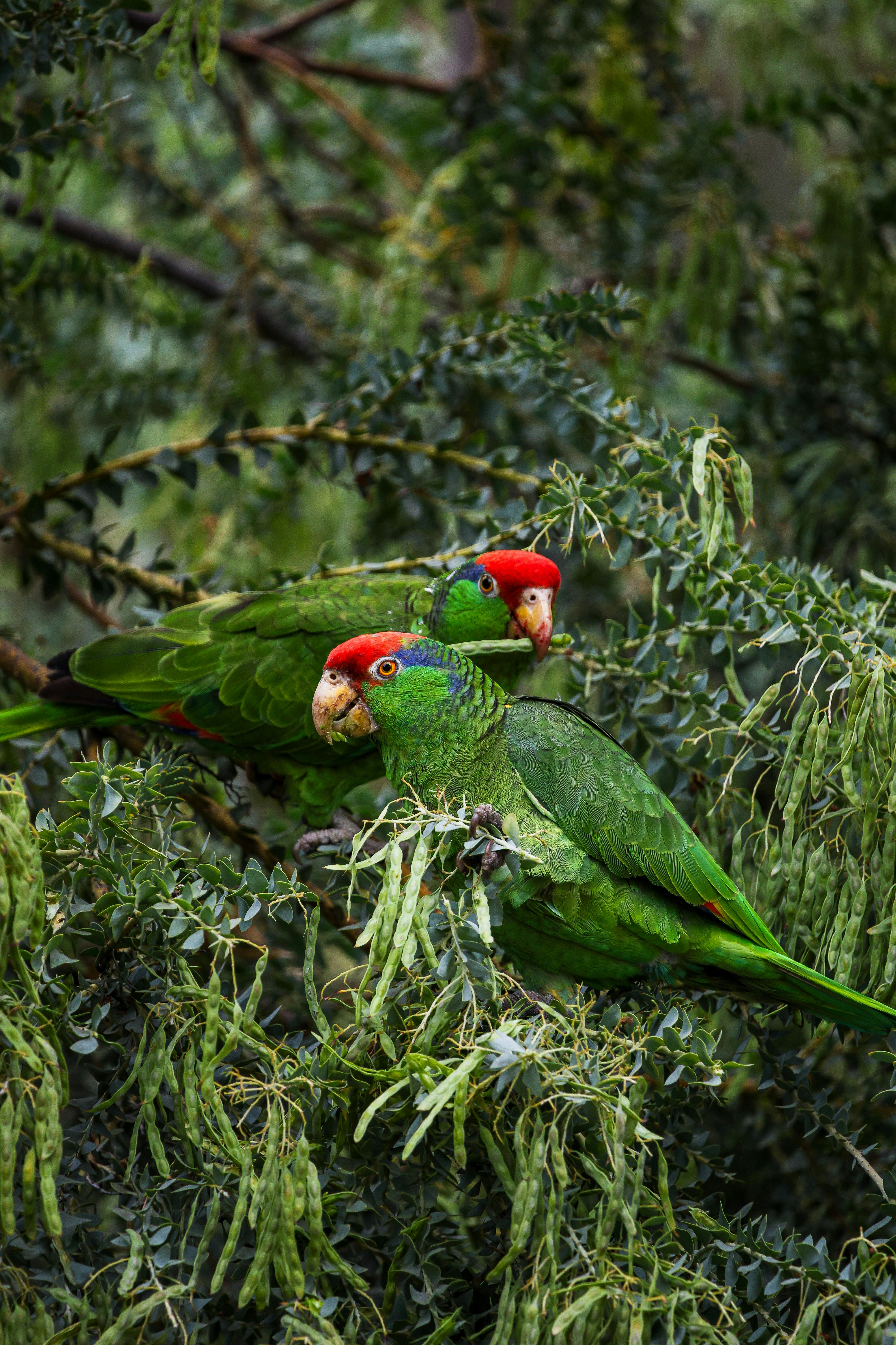 red crowned amazons on tree