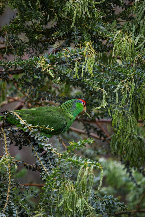 A green parrot is perched on a branch of a tree