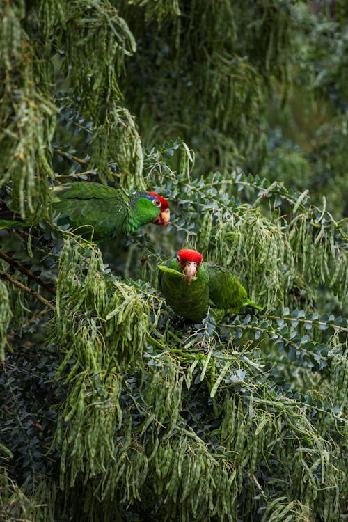 Two green parrots are perched on a tree branch