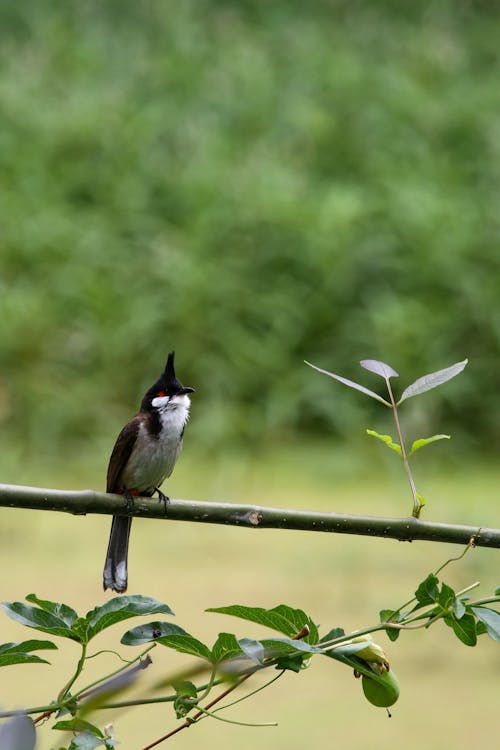 A bird perched on a branch with a green background