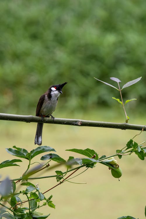 A bird is perched on a branch in the middle of a field