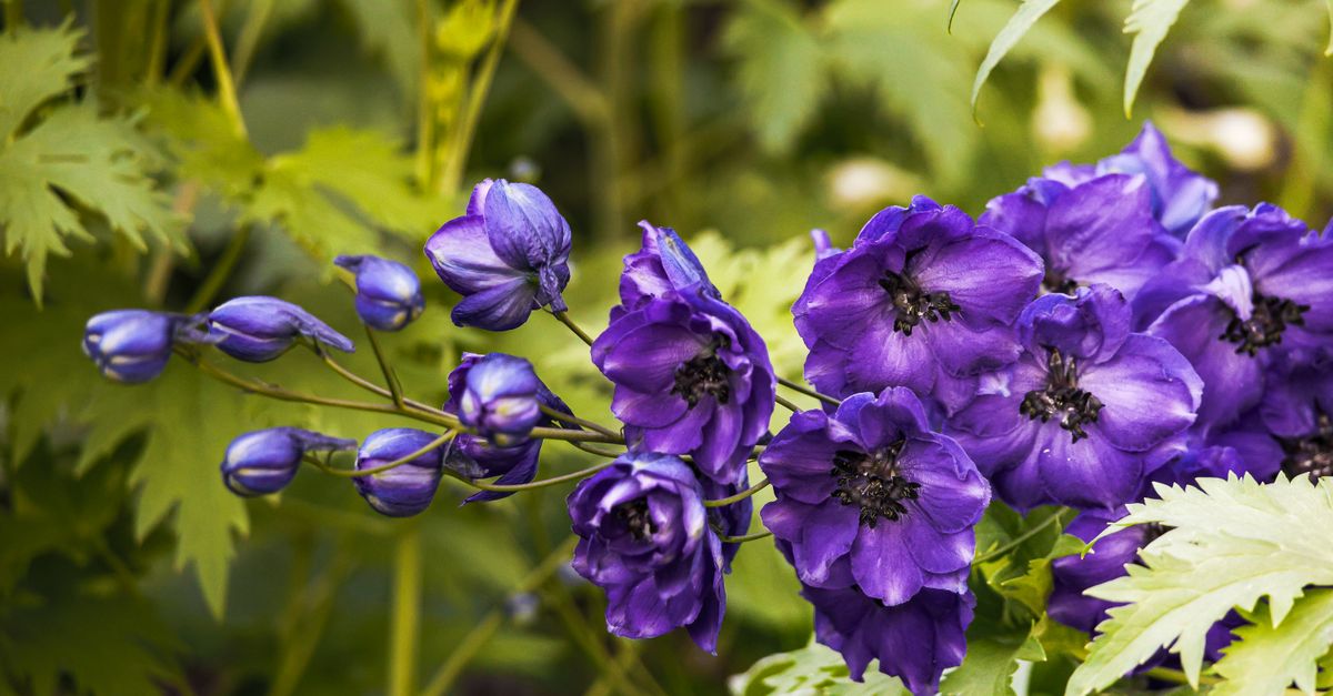 Close-up of vibrant purple delphinium flowers showcasing their striking beauty in a natural garden setting.
