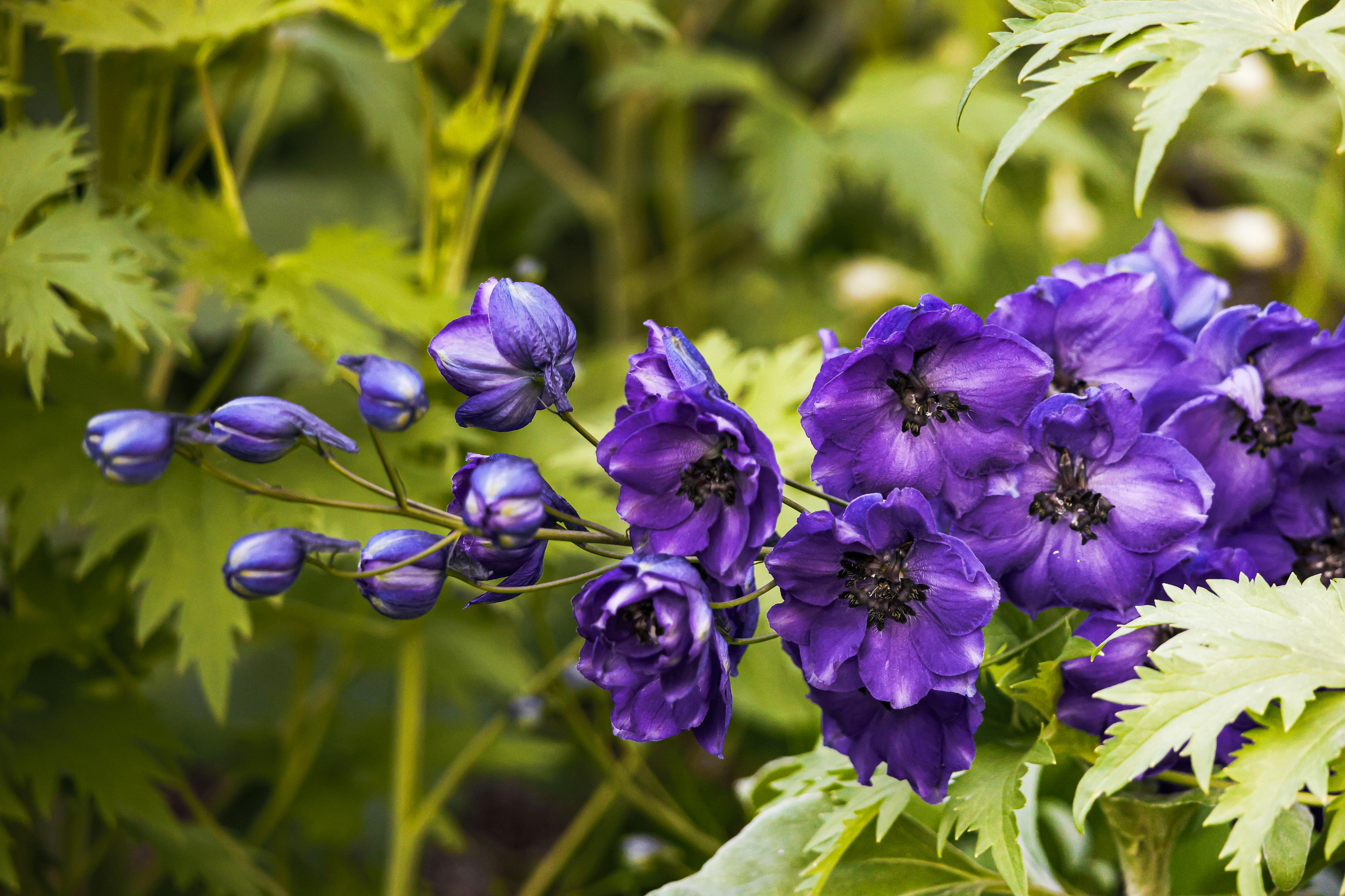 Guardian Lavender Purple Flowers · Free Stock Photo, image size:1125x750