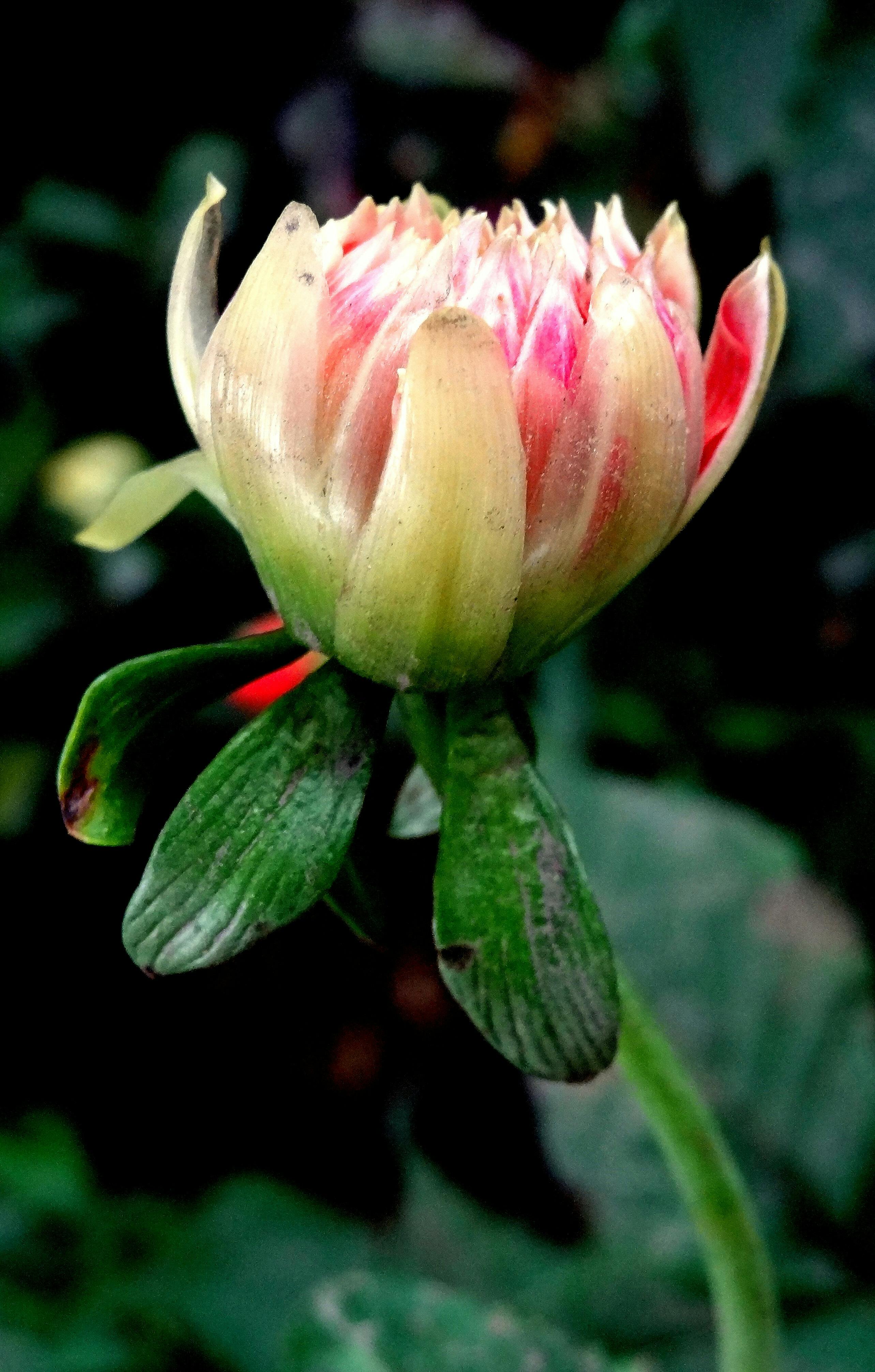 Close-up of Flower Growing Outdoors