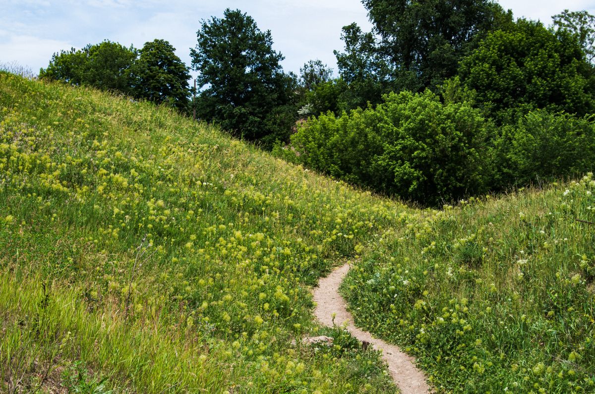 Wildflower meadow with hikers